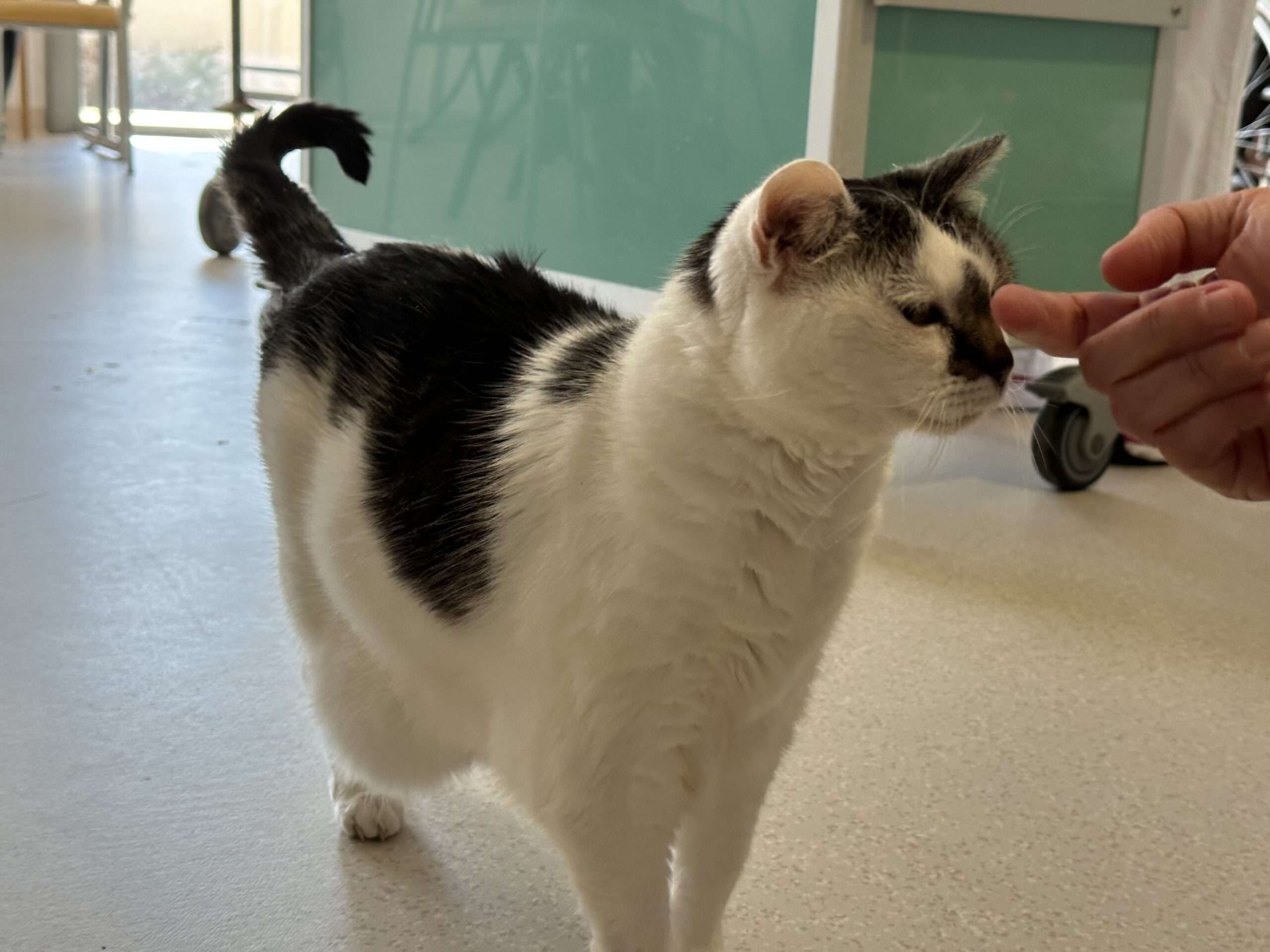 "Minouchette" le chat de l'EHPAD
